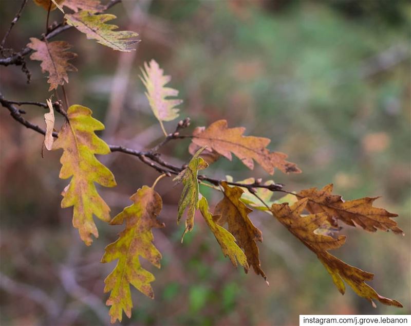 "How beautifully leaves grow old. How full of light and color are their...