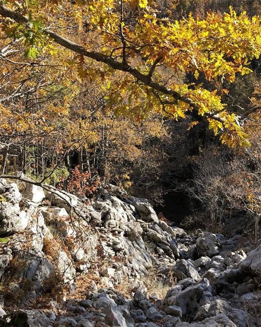 How beautifully leaves grow old...  JabalMoussa unescomab  unesco ... (Jabal Moussa Biosphere Reserve)