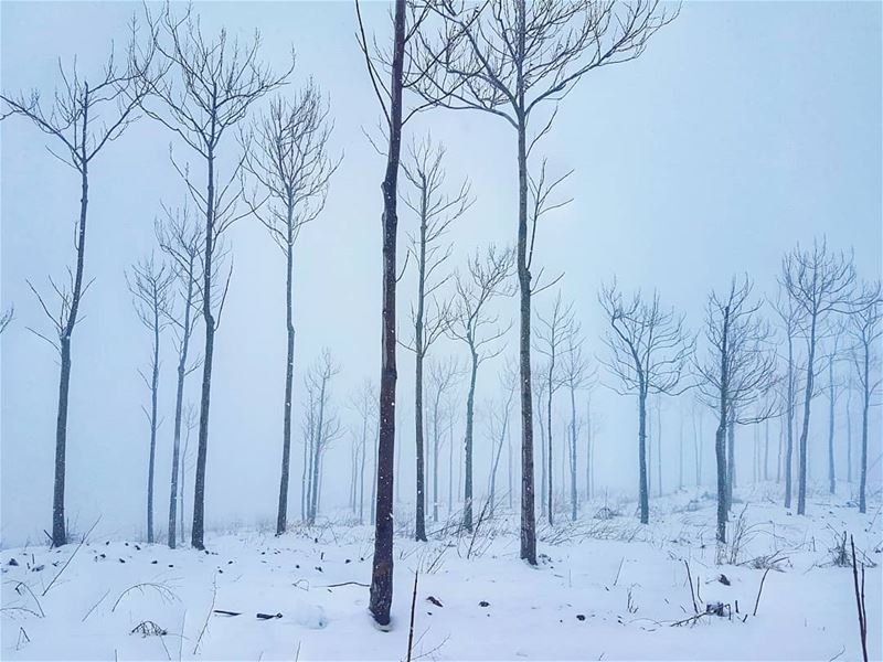 How cold are these naked trees?  winter  snow  trees  naked  landscape ... (Mount Lebanon Governorate)