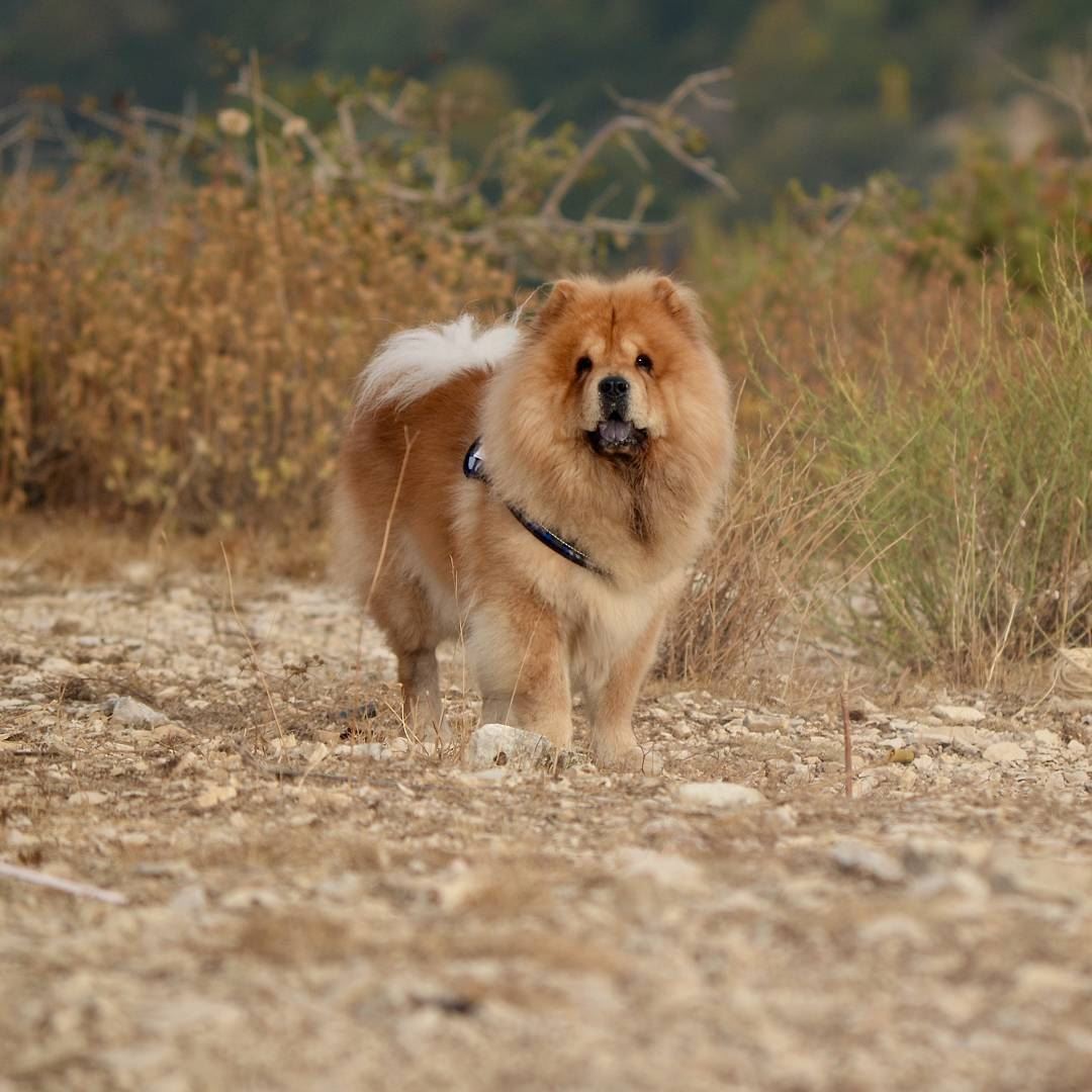 How do we like to camp?  DoggyStyle 🙃...... chowchow  lebanon ... (Bchaalé, Liban-Nord, Lebanon)