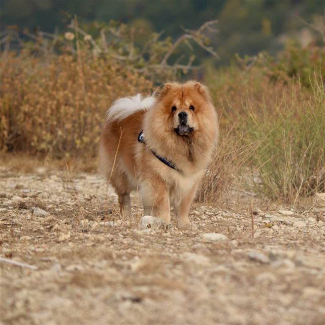 How do we like to camp?  DoggyStyle 🙃...... chowchow  lebanon ... (Bchaalé, Liban-Nord, Lebanon)