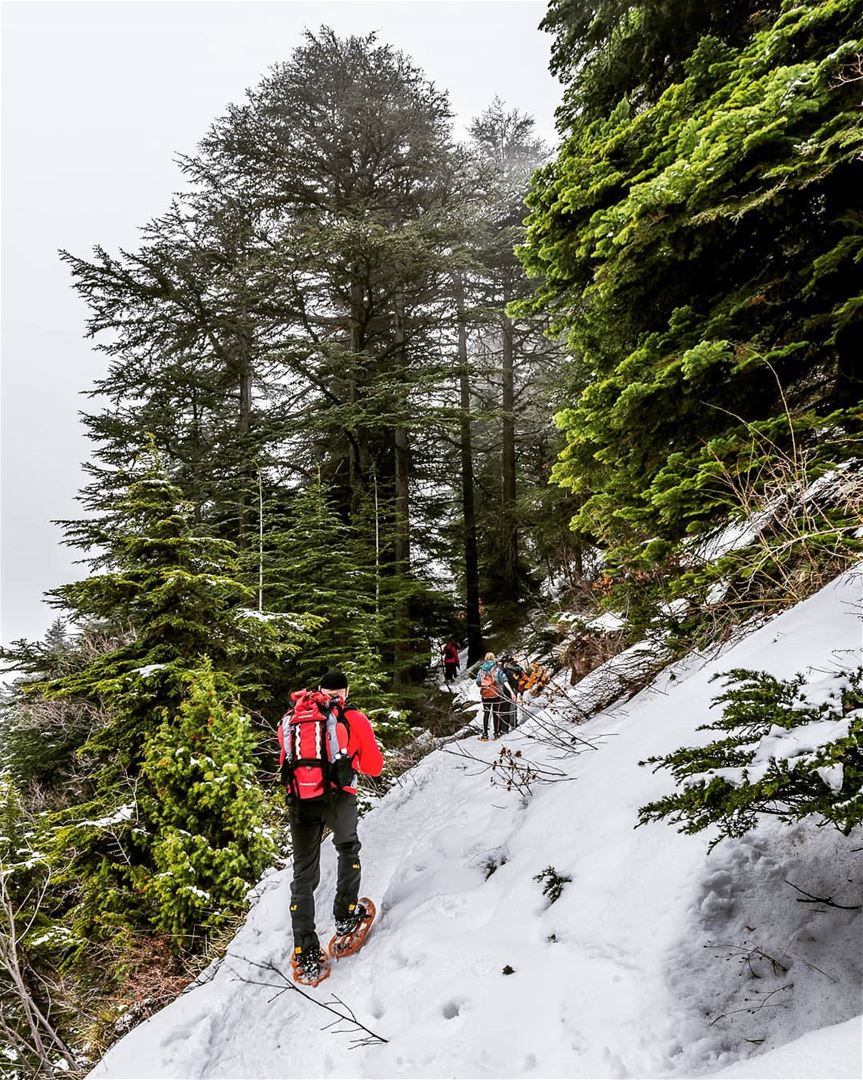 How enjoyable is it to hike/snowshoe between trees?  travelbloggers ... (Horsh Ehden)