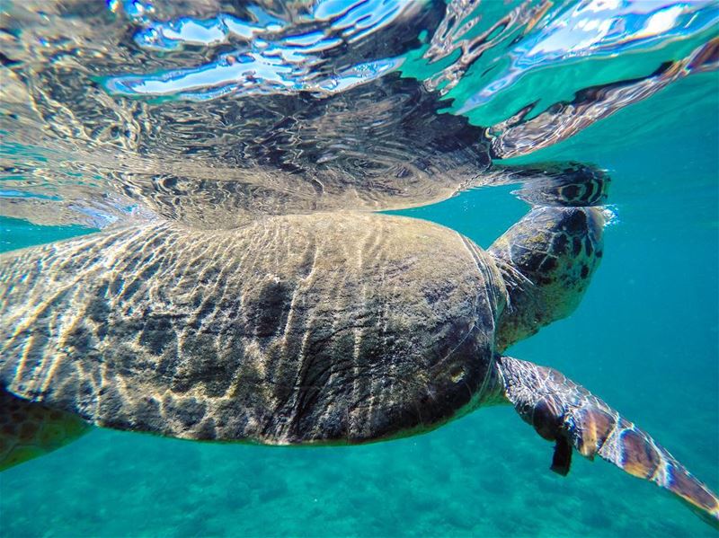 How long can a sea turtle hold its breath? Depending upon their level of... (صور - مدينة الأبجدية)