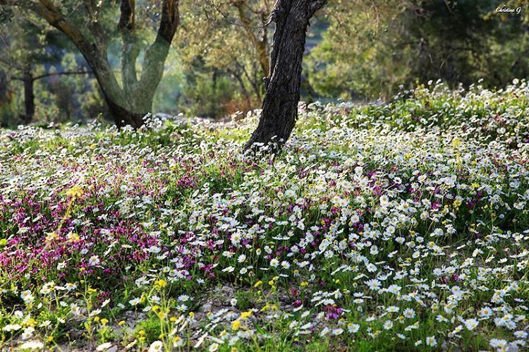 How lovely the silence of growing things 🌼🌿🌸  spring  springtime ... (Baakline, Mont-Liban, Lebanon)