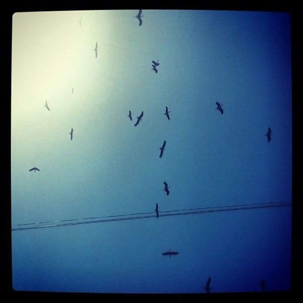 How many birds do you see?