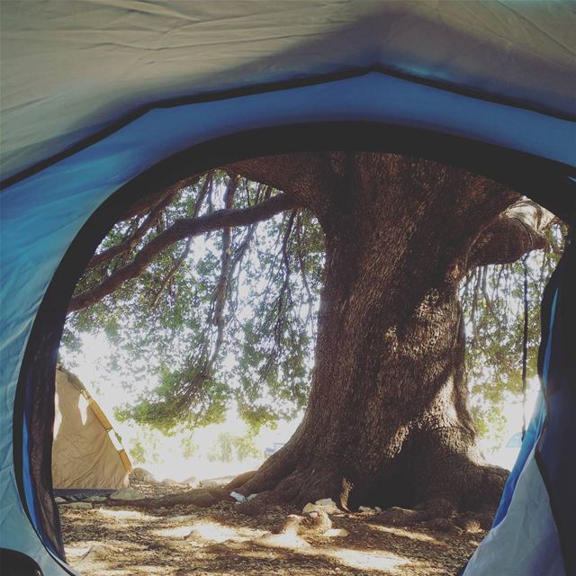 How often do you wake up to this view? 💜🌳  lebanon  livelovelebanon ...