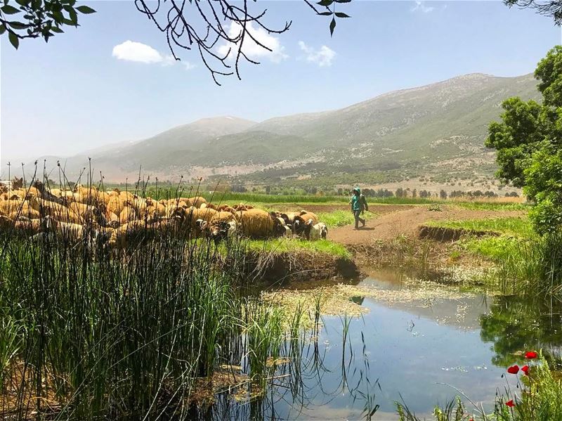Hues of blue and green🐑🍃 Lebanon tb travel travelgram traveler... (West Bekaa)