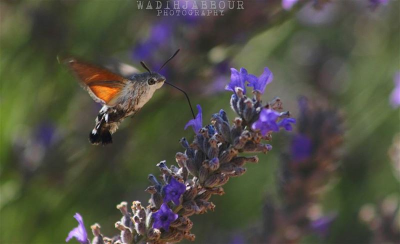 🔸hummingbird hawk moth 🔸🔸🔸🔸🔸🔸 earthpix   macromood ...
