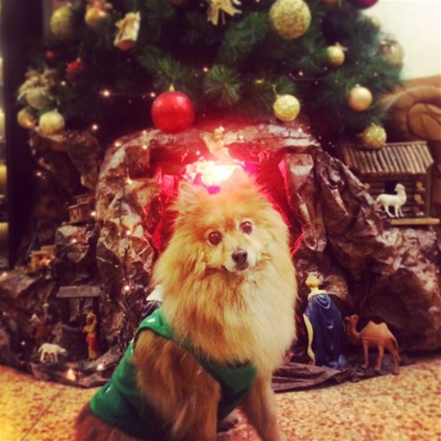Hunter wishes you a Merry Christmas 🎄. hunter  dog  dogs  dogsofinsta ... (Seukunian Palace)