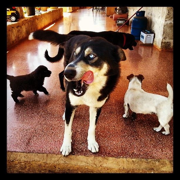  husky  dogs  Puppy  BlueEyes  cute  love  lebanon  sunday ...