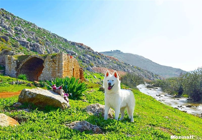 ❤❤❤❤ ==============================  huskyoftheday whitedogs whitehusky... (Hoûmîne El Faouqa, Al Janub, Lebanon)
