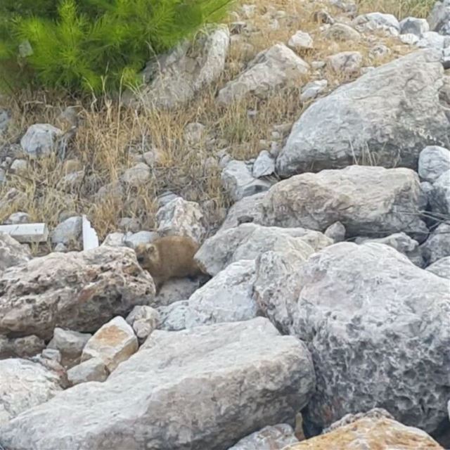 Hyrax - Tabsoun jeitacountryclub  lebanon ...