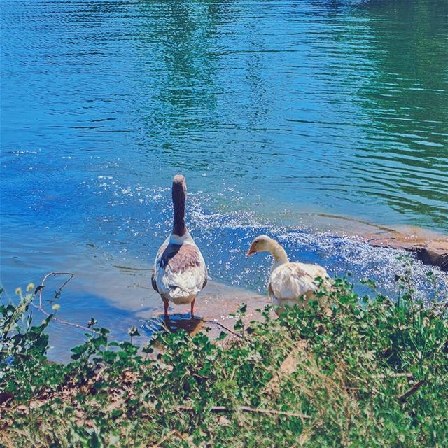 'i always wonder why some humans imitate us ralph...' (Beqaa Governorate)