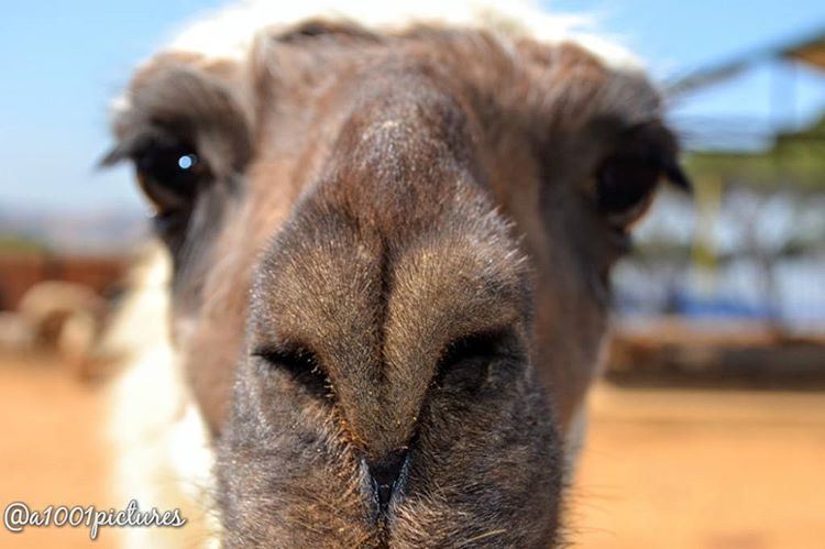 I am Beautiful 💞💋.... animal  lama  travel  lebanon  nikon ... (Ferme Mar Chaaya)