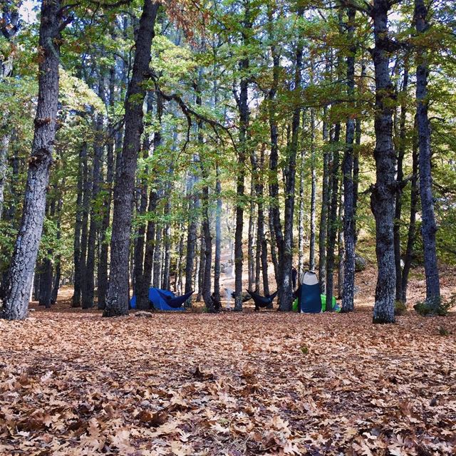 "I am most alive among tall trees.”...... livelovebeirut ... (Fnaïdek, Liban-Nord, Lebanon)