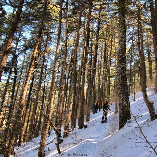 "I am most Alive among the Tall Trees.." 🌲🌲🌲 baroukcedars ... (Ain Zhalta - Bmohray Cedars)