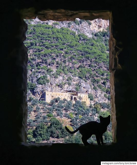 I am not a writer nor a blogger and definitely not a storyteller ... I... (Ouâdi Qannoûbîne, Liban-Nord, Lebanon)