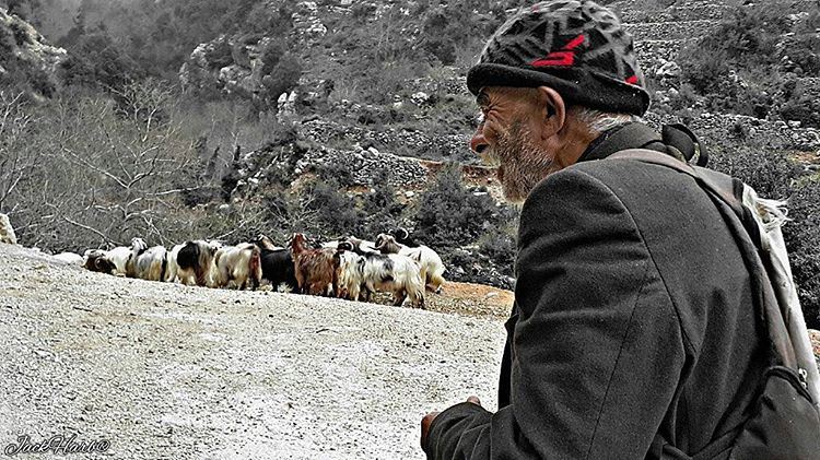 I am not afraid of an  army of lions led by a  sheep, i am afraid of an... (Tannourine)