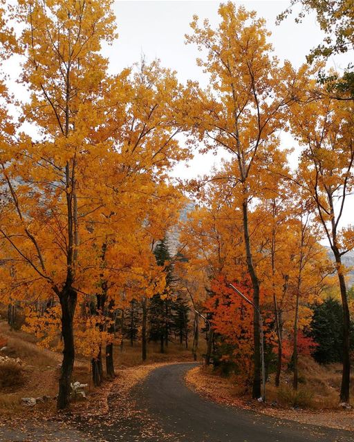 I am not over Autumn colors yet. And nor are you 🍁 (El Laklouk, Mont-Liban, Lebanon)