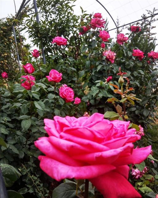 I compare you to a kiss from a rose 🌹 🌺  lebanon  spring  flowers ... (Les Terrasses de Abdelli)