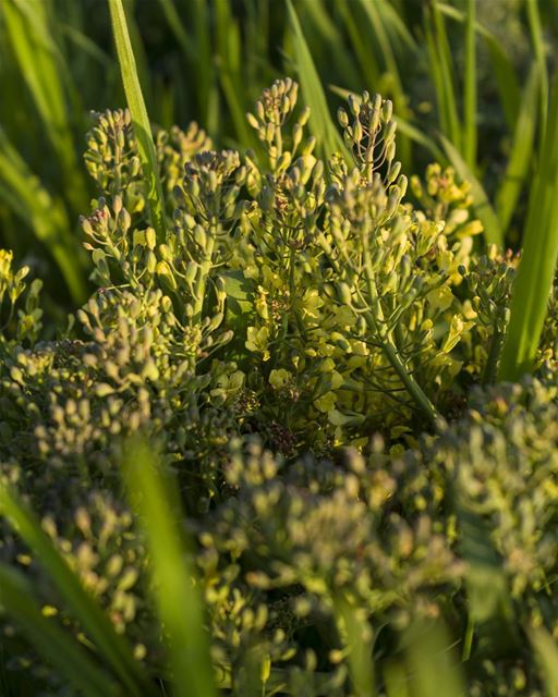 I didn't even know that broccoli flowered until this... (Lebanon)