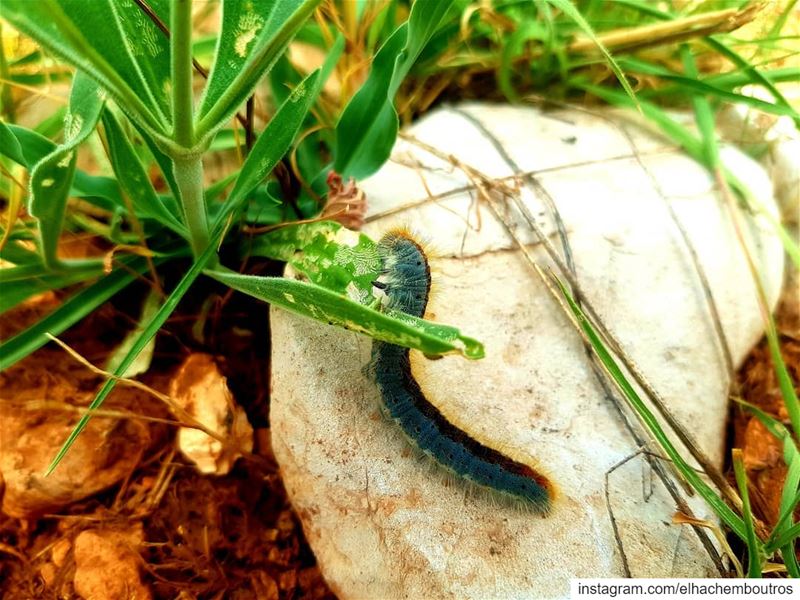I do not want to be a fly...i want to be a worm... akoura kingdland... (Akoura, Mont-Liban, Lebanon)
