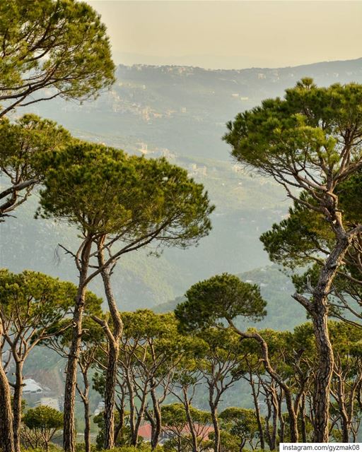 "i felt my lungs inflate with the onrush of scenery - air, mountains,... (Lebanon)