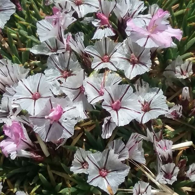 I found this beauty at 3080 m high  lovenature  flowerlovers  flowers ...