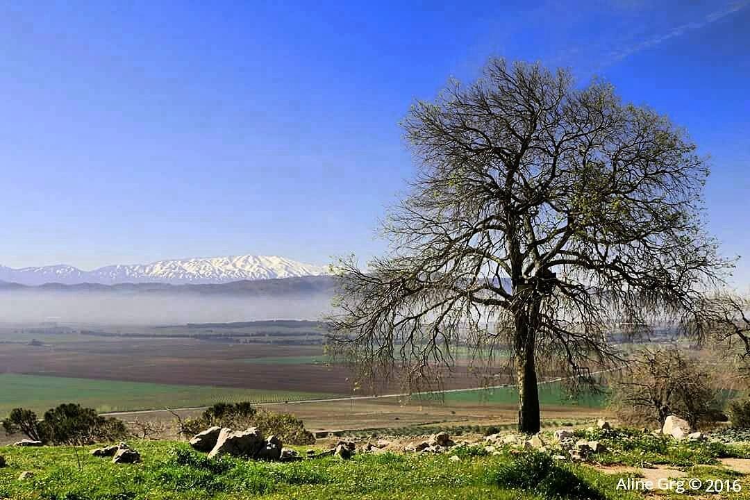 "I have the same religion as that tree over there." T.Q. westbekaa ... (سهل البقاع)