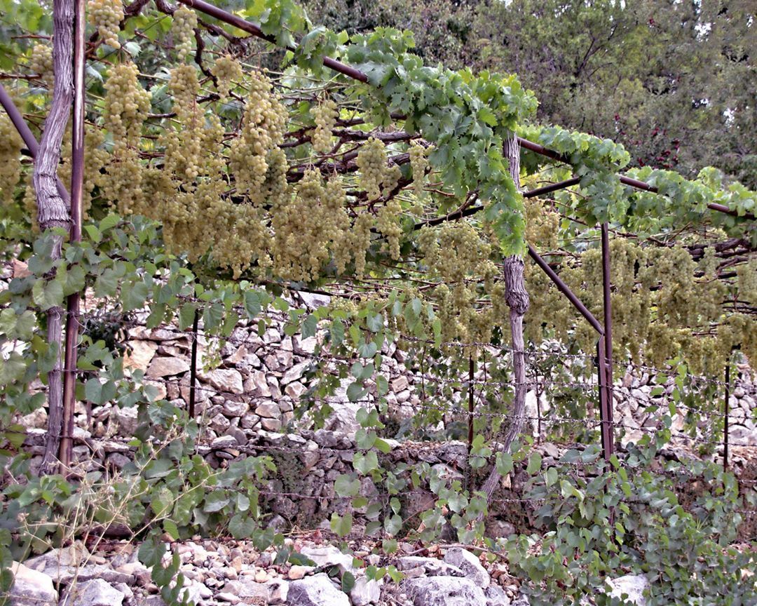 I heard it through the grapevine, I'm just about to lose my mind, Honey,... (Douma, Liban-Nord, Lebanon)
