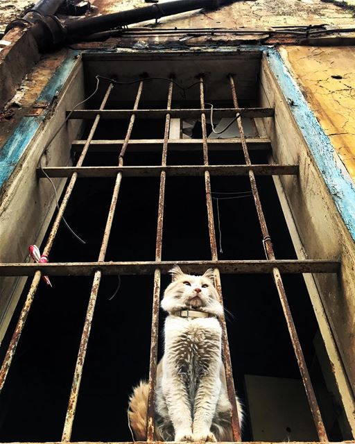 I like your CATTITUDE photooftheday  streetphotography  cat  animals ... (Beirut, Lebanon)