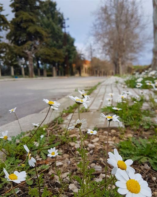 I'll be leading....you just don't follow😂 ig_lebanon  insta_lebanon ...