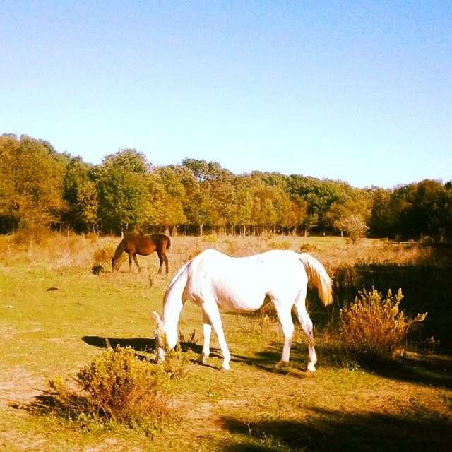 I love horses......  instagood  Agde  France  wiseguide  instafrance  tbt ...