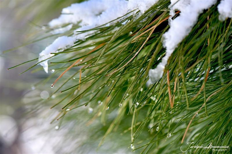 "I love the fresh possibility in the morning"  morningmotivation fresh... (Kfardebian)