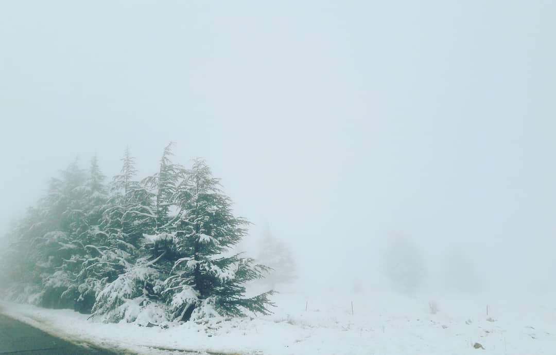 I love the ❄❄❄  Winter  AlArz  Cedars  Bsharri  Lebanon  Lebanese  ... (El Arz, Liban-Nord, Lebanon)