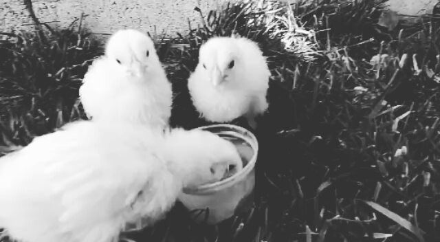 I love them💗🐥🐥🐥 cute  cuteyy  Chicks whiteandblack blackandwhite...