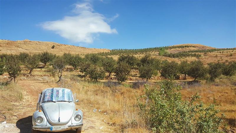 I'm a Volkswagen and I enjoy sunbathing in apples gardens...Anyone would... (Volkswagen King)