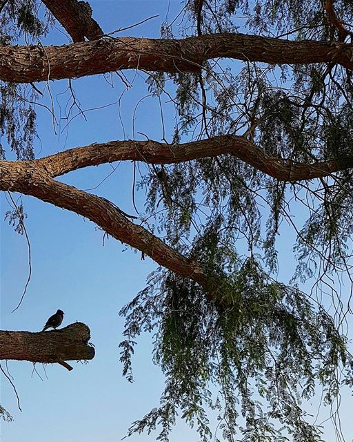 ... I'm all alone upon this tree;Waiting for you to come join me 😊😎---- (Dubai, United Arab Emirates)