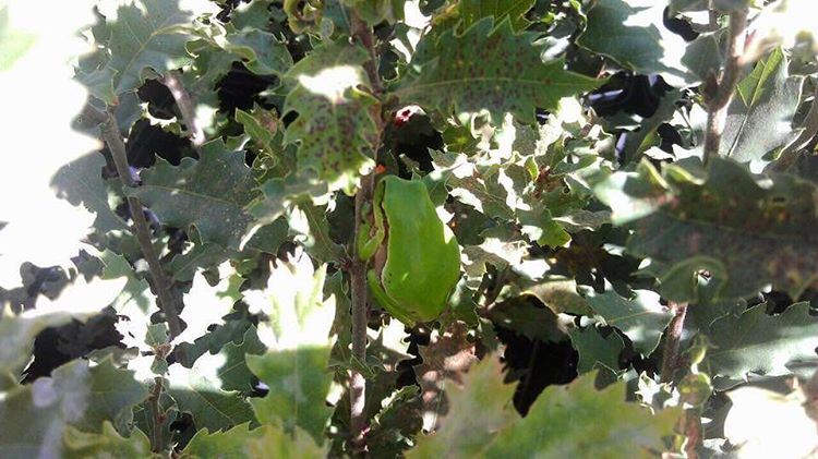 I'm hiding... I'm hiding... Oh you saw me! JabalMoussa  unesco ...