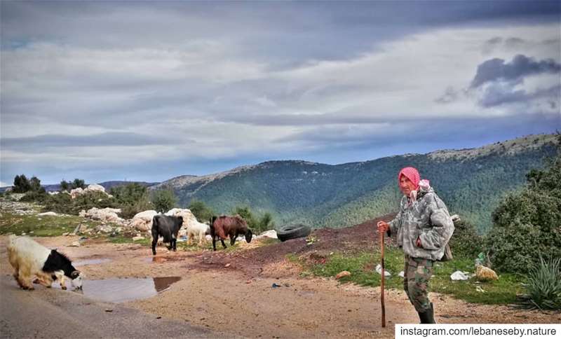 I'm Never Tired of  winter.. shepherd  oldman  strongman  proudofhim ... (Al Qubayyat, Liban-Nord, Lebanon)