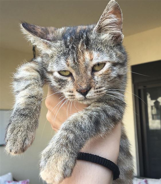 I'm not angry !-- summer beirut lebanon weekend  instagram cat art... (Beirut, Lebanon)