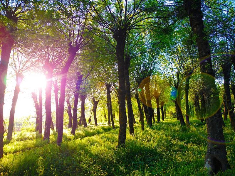 I'm walking on  Sunshine... (Deïr Taanâyel, Béqaa, Lebanon)