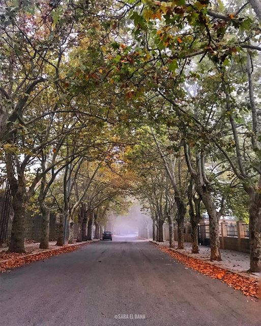 I must go, the fog is rising 👓 (Sawfar, Mont-Liban, Lebanon)