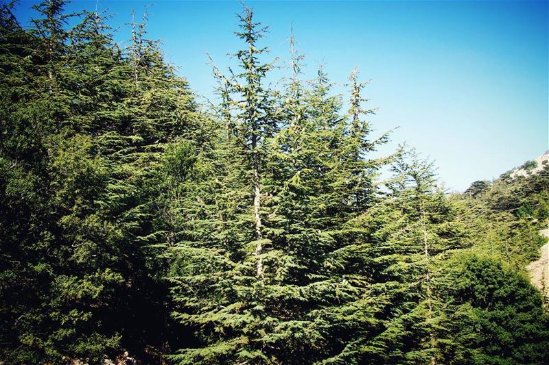 I need to escape to the nature...  lebanon  lebanon_hdr  ig_lebanon ... (Barouk Cedar Forest)