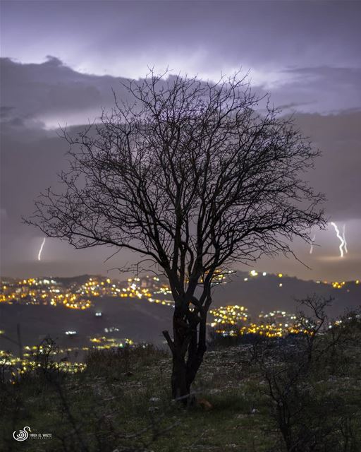 I saw this tree and faced the cam with the lighting being directly behind...