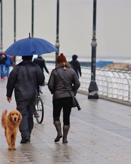 I saw you for a few seconds and it made my day 🐾 ❤️.Morning Beirut.By @b (Ain El Mreisse, Beyrouth, Lebanon)