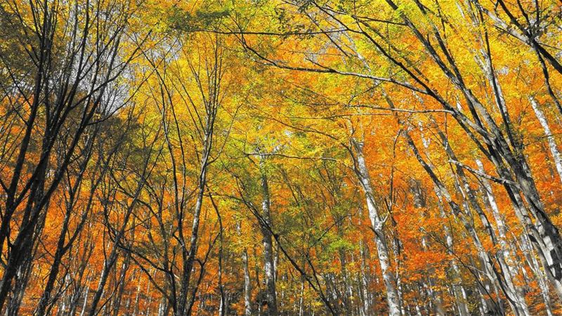 I See trees of Yellow .. 🍂🍁 Autumn🍁 in... (Deïr Taanâyel, Béqaa, Lebanon)