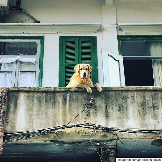 I Sit & I Judge. vacationmode  doggy  cityboy  reality  sucks  travel ... (Burj Hammud)