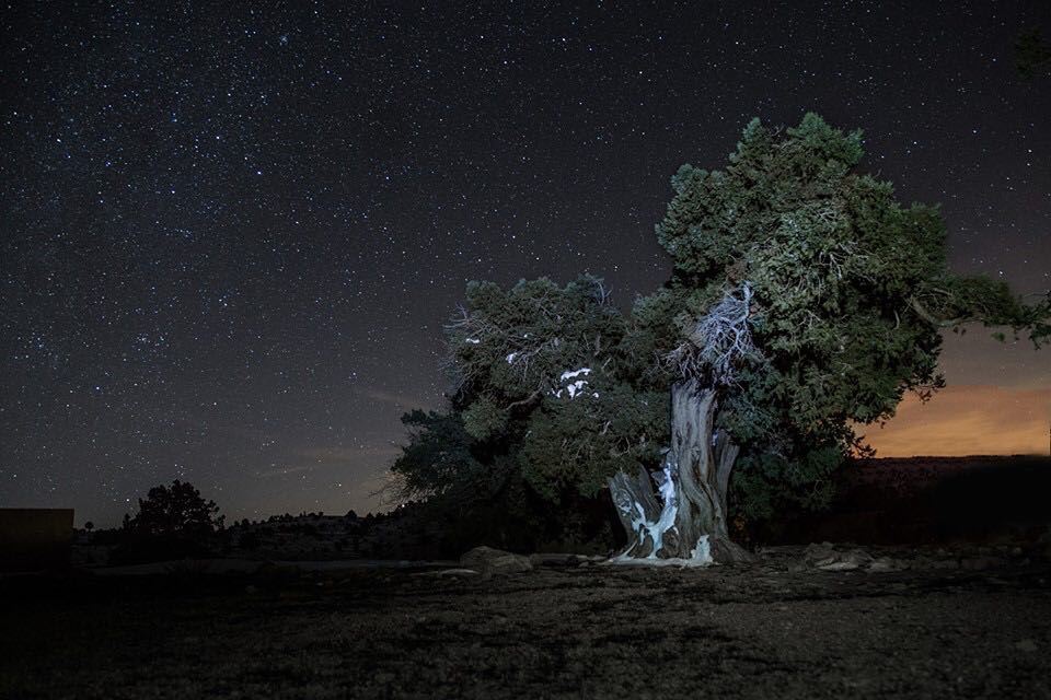 I stopped by this beautiful Juniper tree while I was wandering during the...