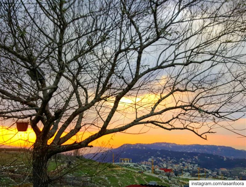 "I think of  the  trees and how simply they let go". lebanoninapicture ...